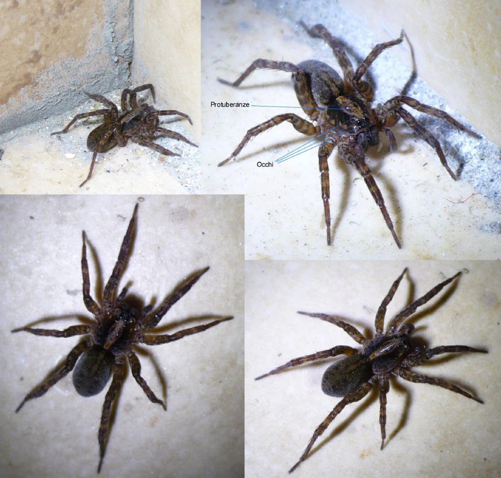Trochosa sp. - Fenestrelle (TO)